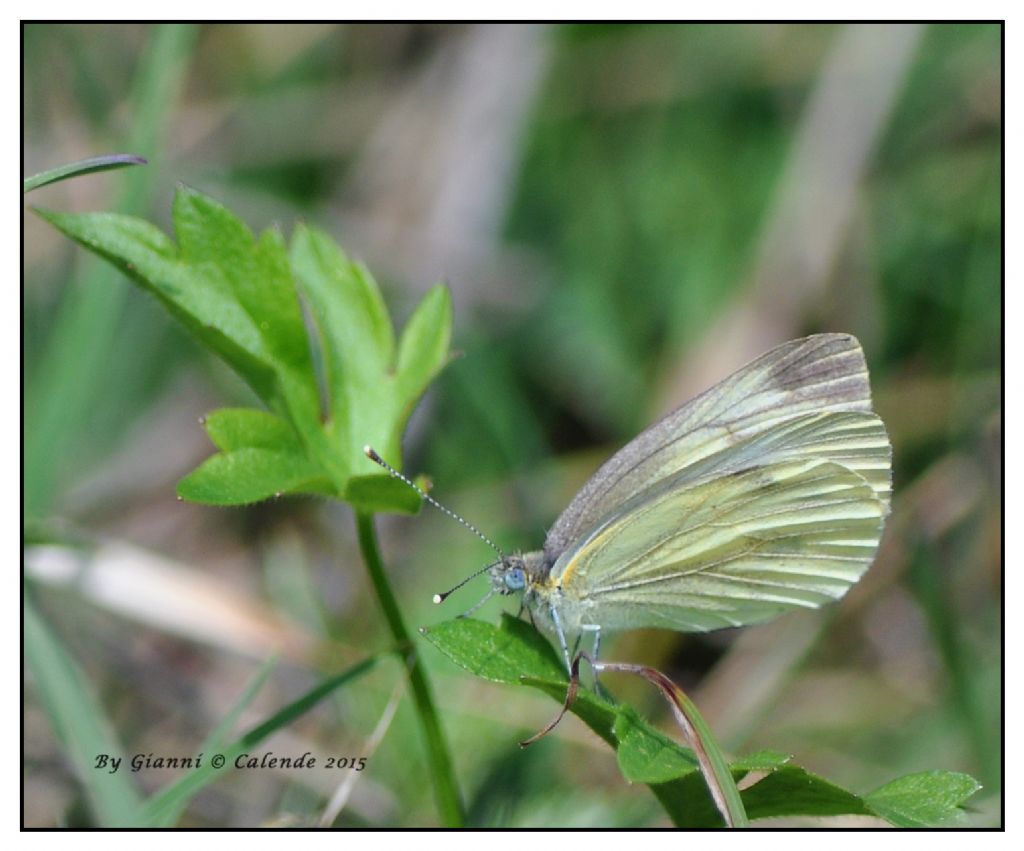 Pieris napi? Cfr. Pieris bryoniae